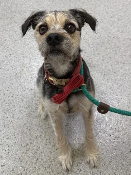 An adult medium-sized male Terrier dog named Felix for adoption in Fishers, IN