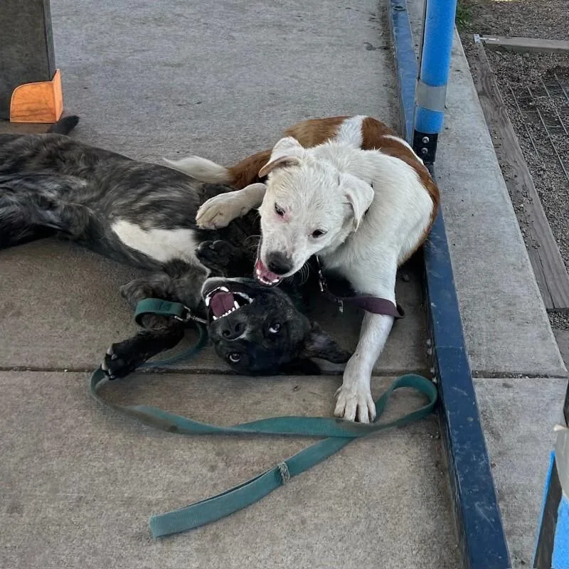 Camembert thumbnail 2