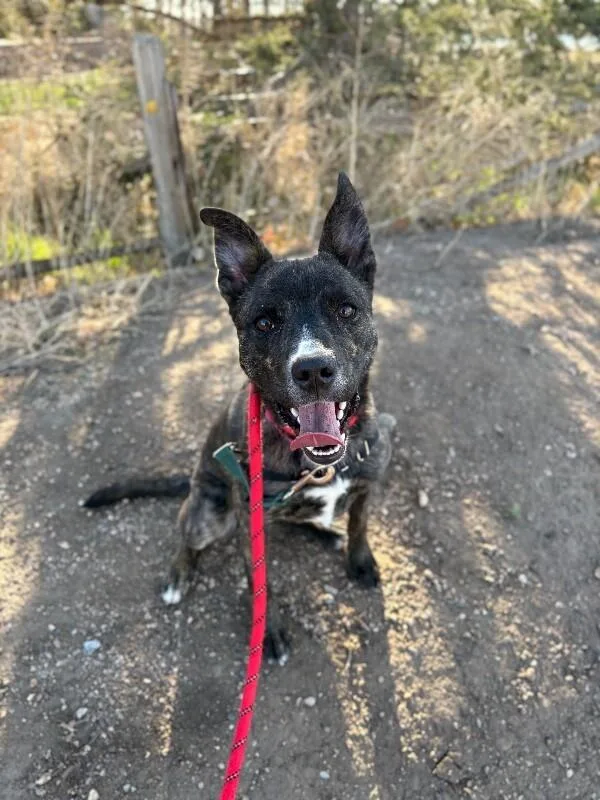 Camembert thumbnail 3