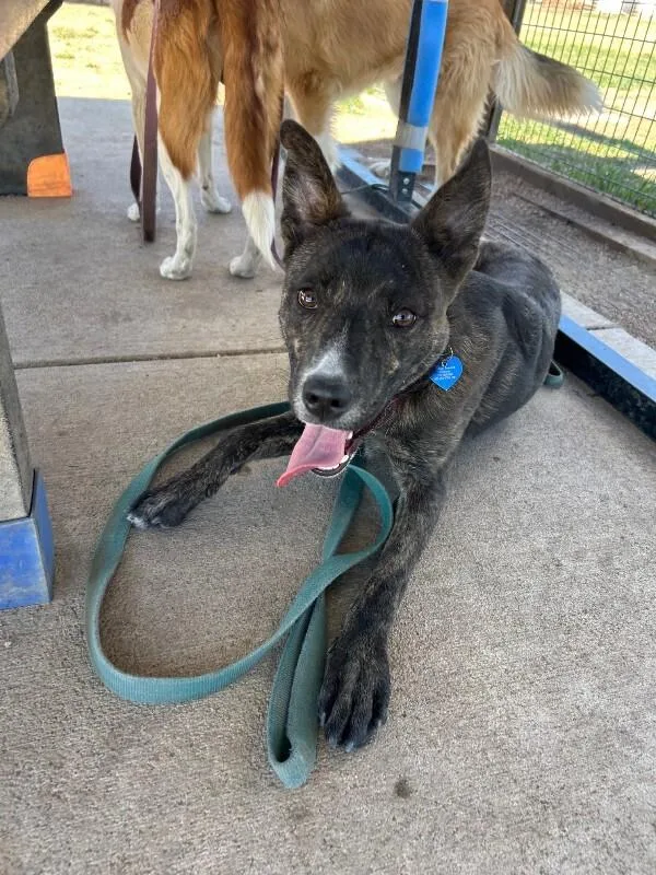 Camembert thumbnail 4