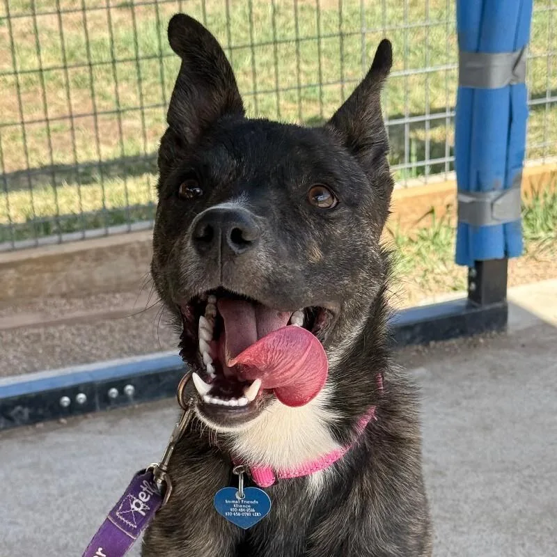 Camembert thumbnail 5