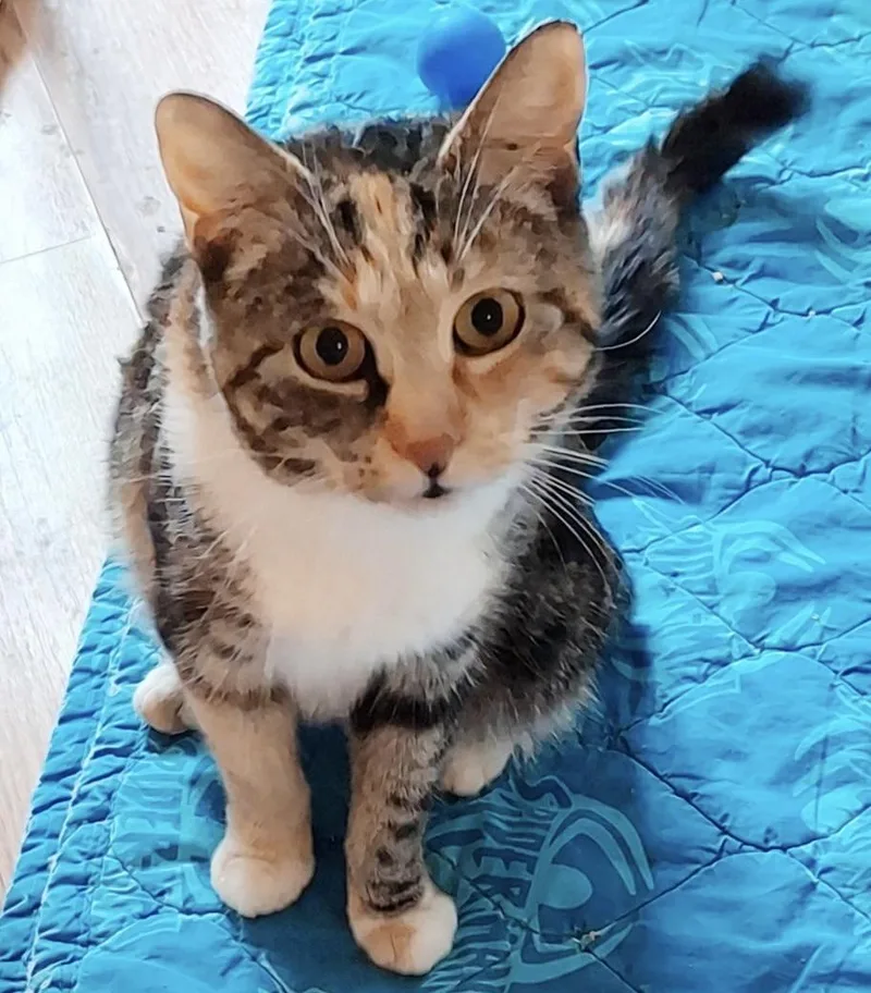 A young medium-sized female Calico cat named Ophelia for adoption in Philadelphia, PA