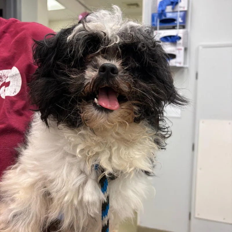 An adult small-sized male Black Shih Tzu dog named Bruno for adoption in Birdsboro, PA
