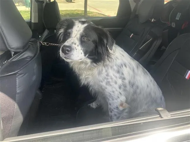 An adult medium-sized female Australian Shepherd dog named Luna for adoption in San Antonio, TX