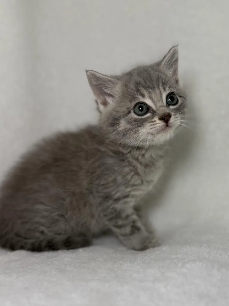 A baby medium-sized female Tabby (Gray / Blue / Silver) Domestic Short Hair cat named Biscuit for adoption in Greensboro, NC