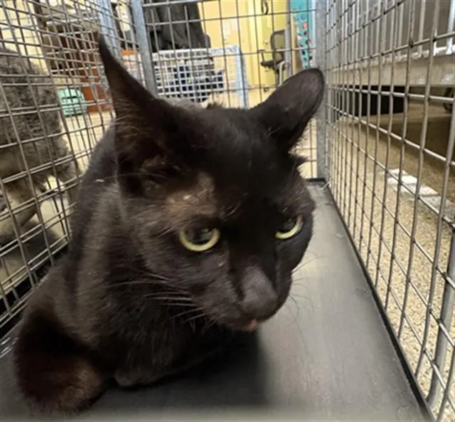 A young medium-sized female Domestic Short Hair cat named Macie for adoption in Fort Myers, FL