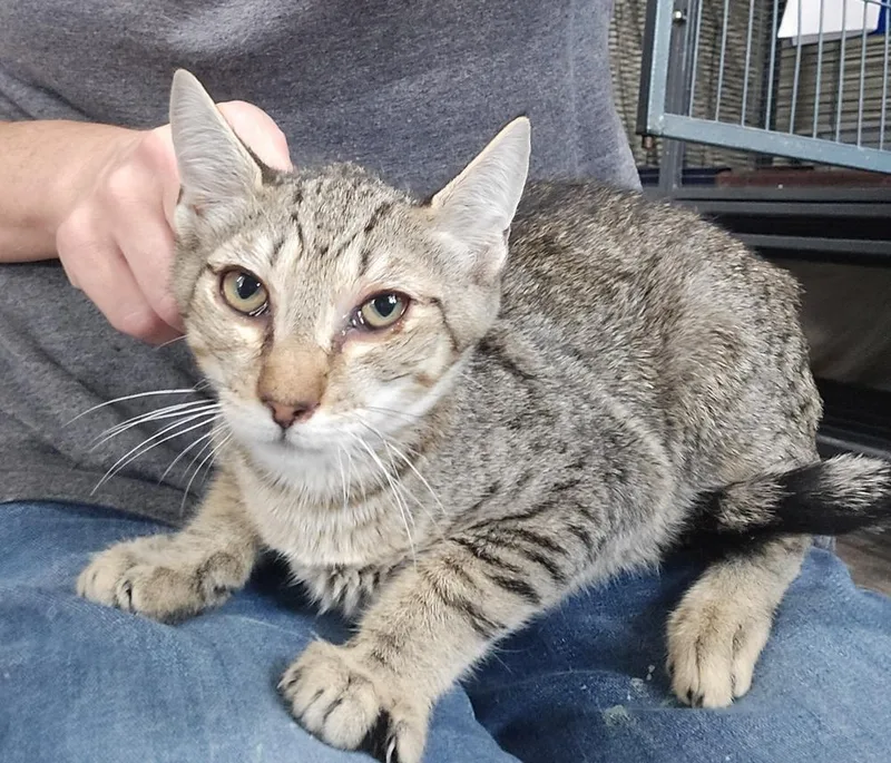 A young medium-sized male Domestic Short Hair cat named Mr Meowgi for adoption in Dickson, TN