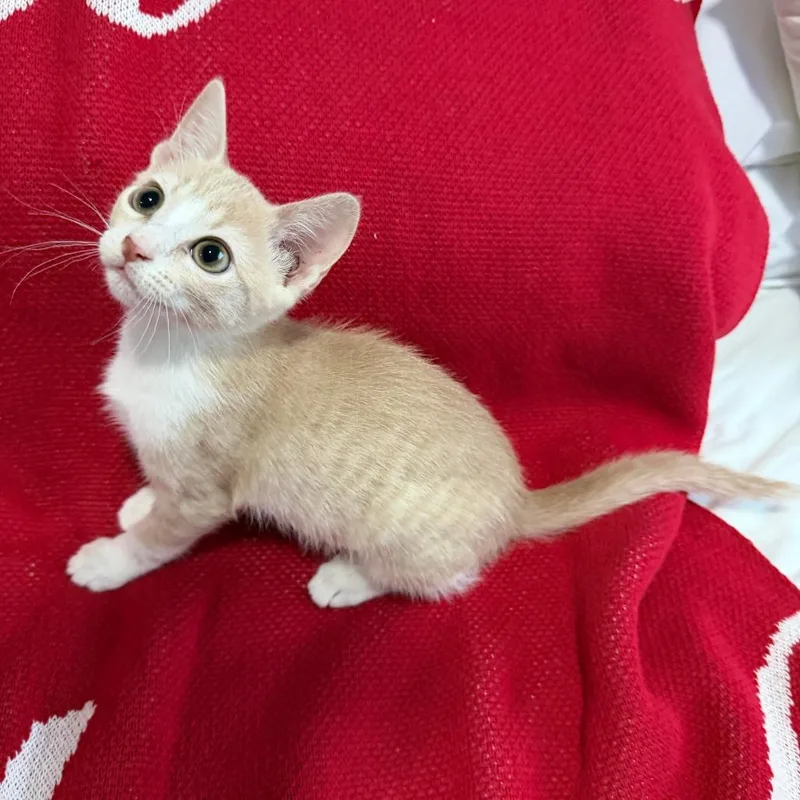 A baby small-sized female Buff / Tan / Fawn Domestic Short Hair cat named Chappell for adoption in Houston, TX