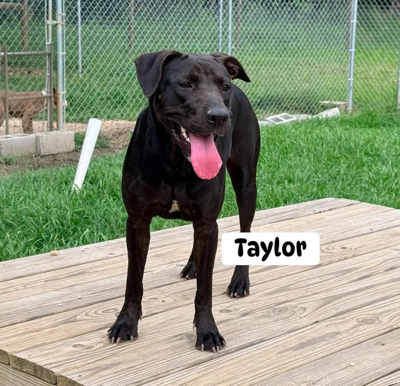 Taylor