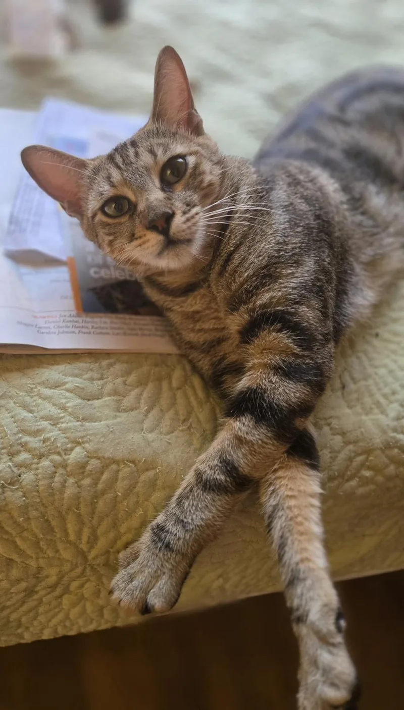 A young medium-sized female Tabby (Brown / Chocolate) Domestic Short Hair cat named Becky for adoption in New York, NY