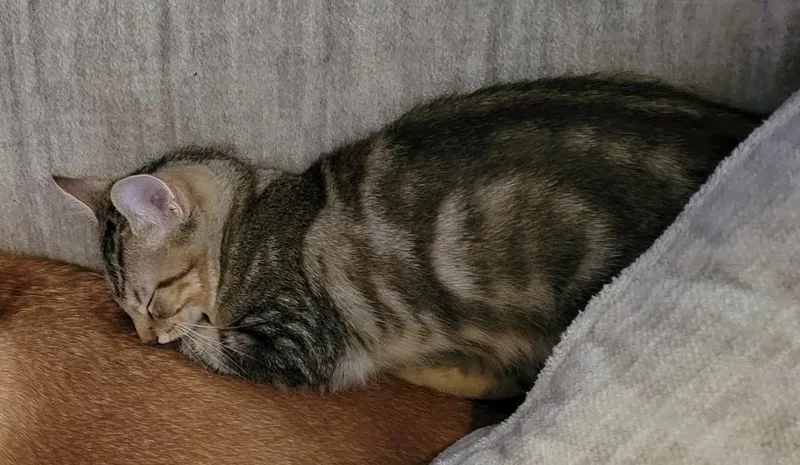 A baby small-sized male Tabby (Brown / Chocolate) Domestic Short Hair cat named Erling for adoption in Indianapolis, IN