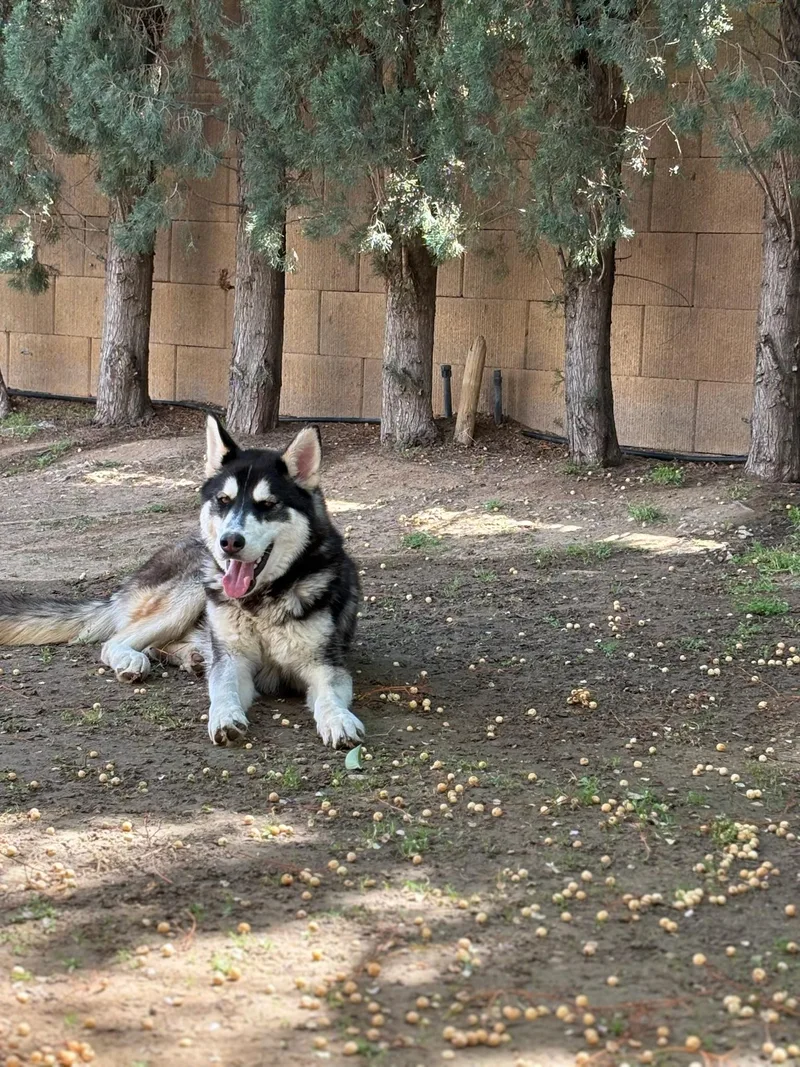 A young medium-sized male Husky dog named Pepper for adoption in santa monica, CA