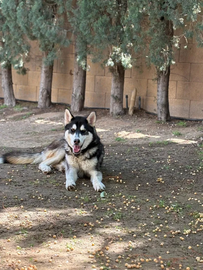 Pepper thumbnail 3