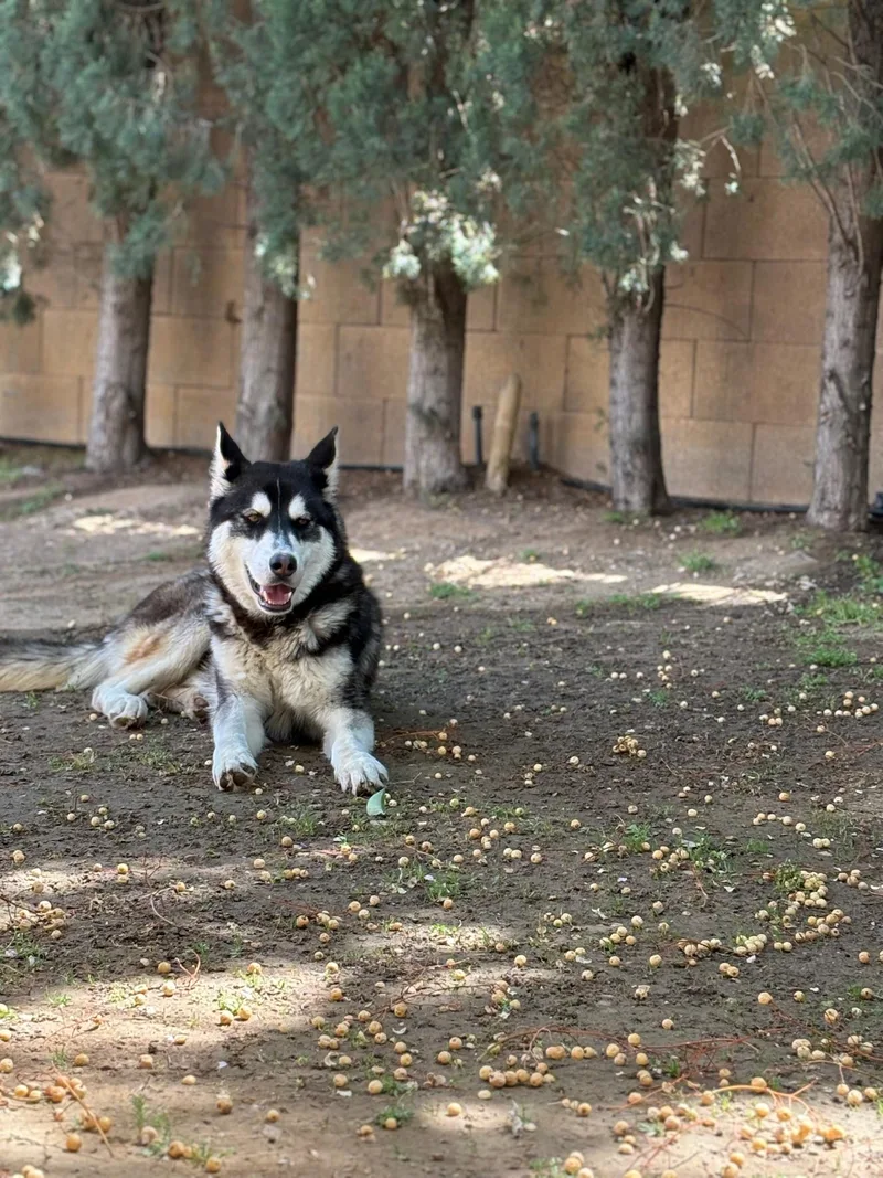 Pepper thumbnail 5