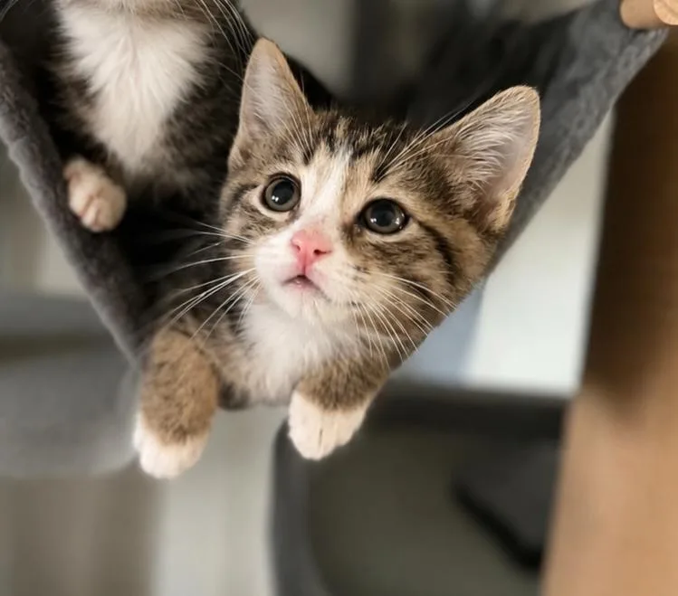 A baby small-sized male Brown / Chocolate Domestic Short Hair cat named Petra for adoption in Homer Glen, IL