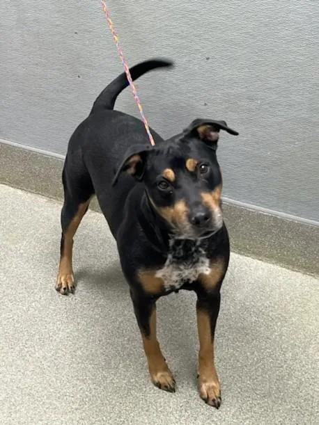 A young large-sized female Rottweiler dog named Lizzie Mcguire for adoption in Las Vegas, NV