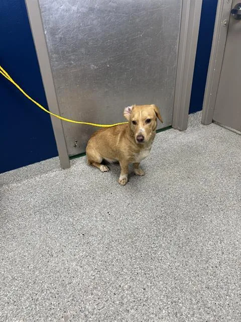 A young medium-sized female Dachshund dog named A for adoption in Pasadena, TX