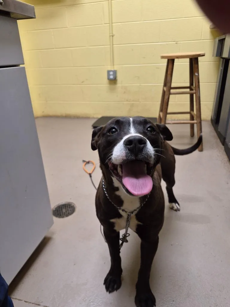 A baby medium-sized female Labrador Retriever dog named Willa for adoption in Crossville, TN
