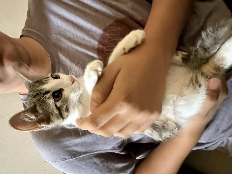 A baby small-sized female Brown / Chocolate Domestic Short Hair cat named Ronaldo for adoption in La Jolla, CA