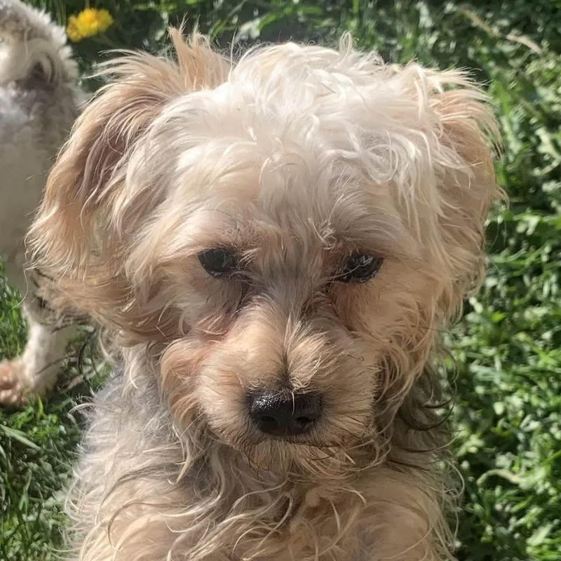 Ralphie