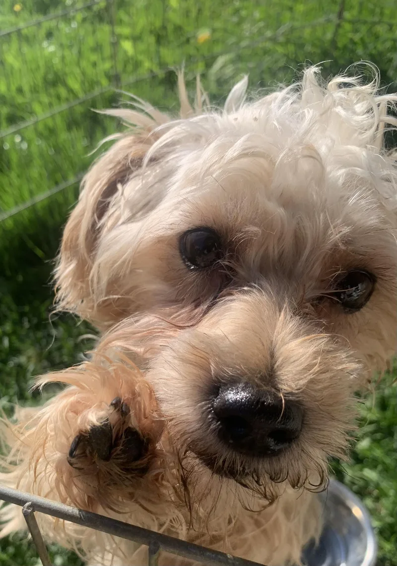 Ralphie thumbnail 2