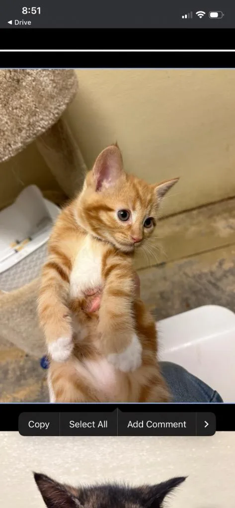 A baby large-sized male Domestic Short Hair cat named Cutter for adoption in Dalton, GA