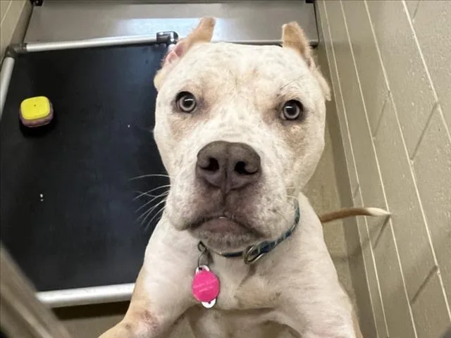 A young large-sized male Pit Bull Terrier dog named Speckle for adoption in Chapel Hill, NC