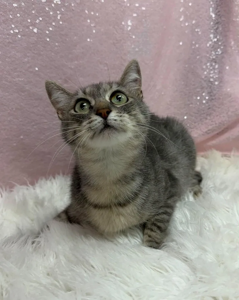 An adult medium-sized female Domestic Short Hair cat named Mabel for adoption in Clarkesville, GA