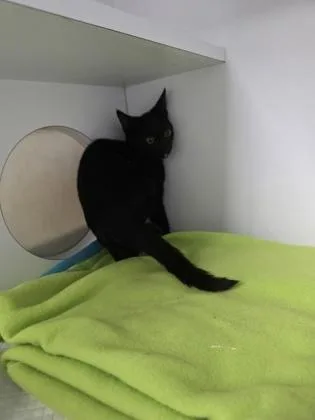 A baby small-sized male Domestic Short Hair cat named Beebo for adoption in Houston, TX