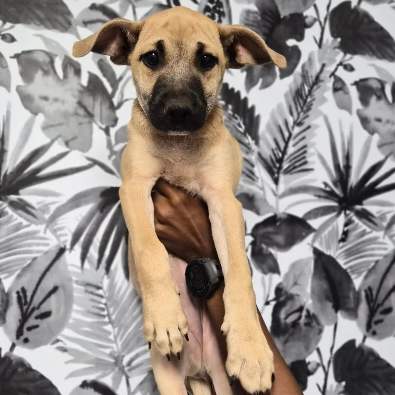 A baby small-sized female Brown / Chocolate Mountain Cur dog named Terri for adoption in Wahiawa, HI