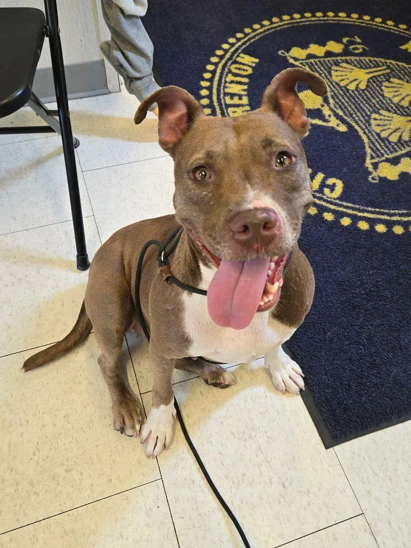 An adult medium-sized female Pit Bull Terrier dog named Britt for adoption in Trenton, NJ