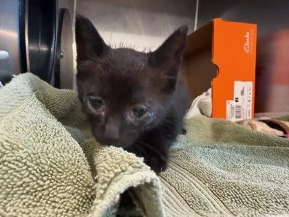 A baby small-sized male Domestic Medium Hair cat named Shadow for adoption in Honolulu, HI