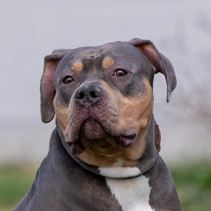 An adult large-sized male Gray / Blue / Silver Pit Bull Terrier dog named Ox for adoption in Council Bluffs, IA