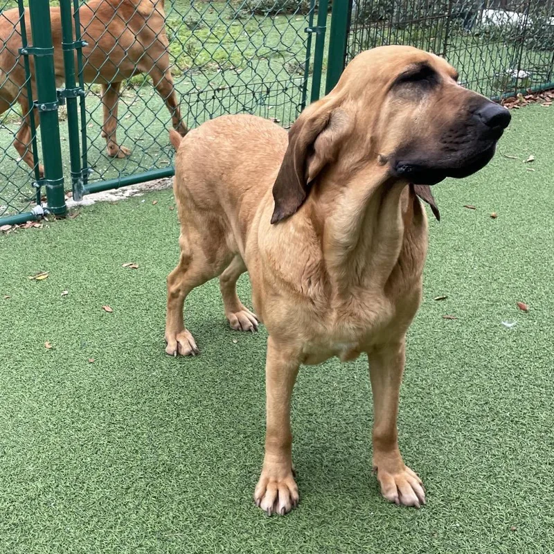 An adult medium-sized female Red / Chestnut / Orange Bloodhound dog named Shasta for adoption in LOXAHATCHEE, FL