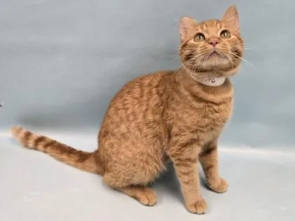A young small-sized male Domestic Short Hair cat named Red for adoption in Coon Rapids, MN