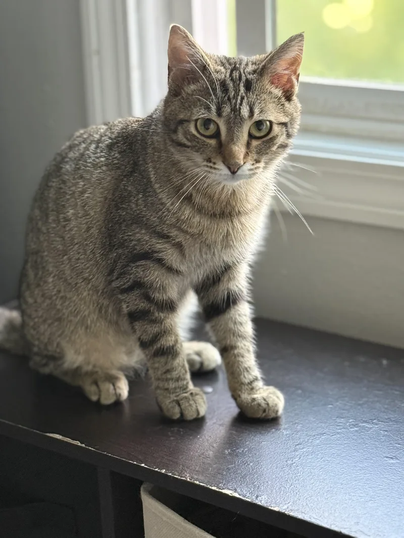 A young medium-sized male Tabby cat named Oakley for adoption in Johnson City, TN