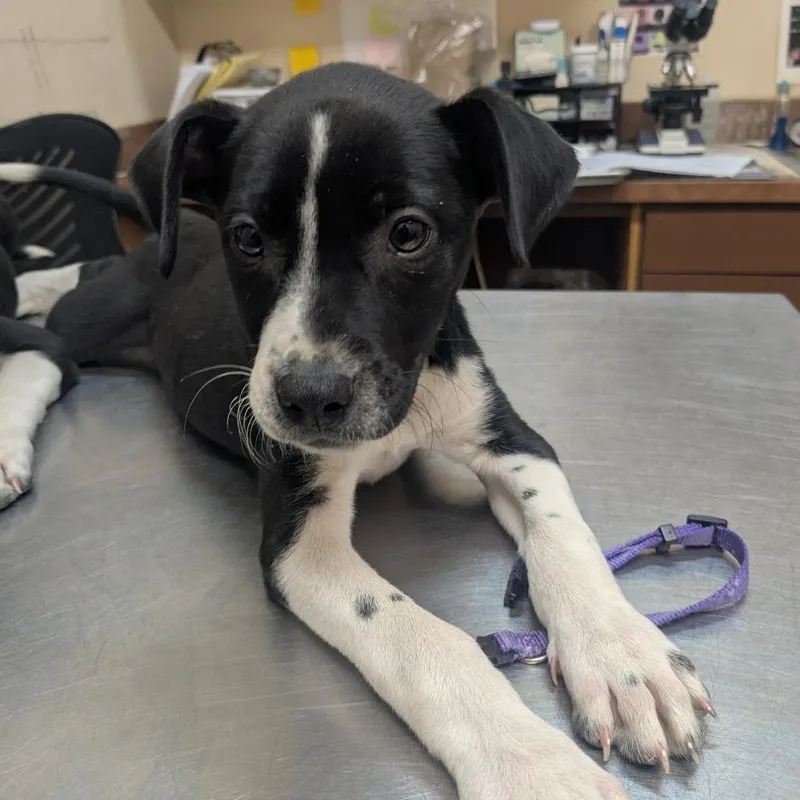 A baby small-sized female Black Pit Bull Terrier dog named Willow for adoption in Birmingham, AL