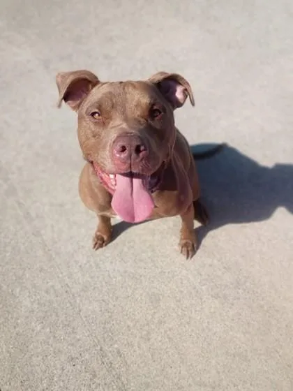 An adult large-sized female Pit Bull Terrier dog named Lottie for adoption in Westland, MI