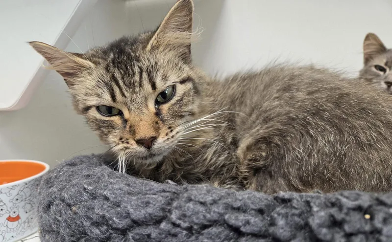 An adult medium-sized female Domestic Short Hair cat named Drusilla for adoption in Satellite Beach, FL