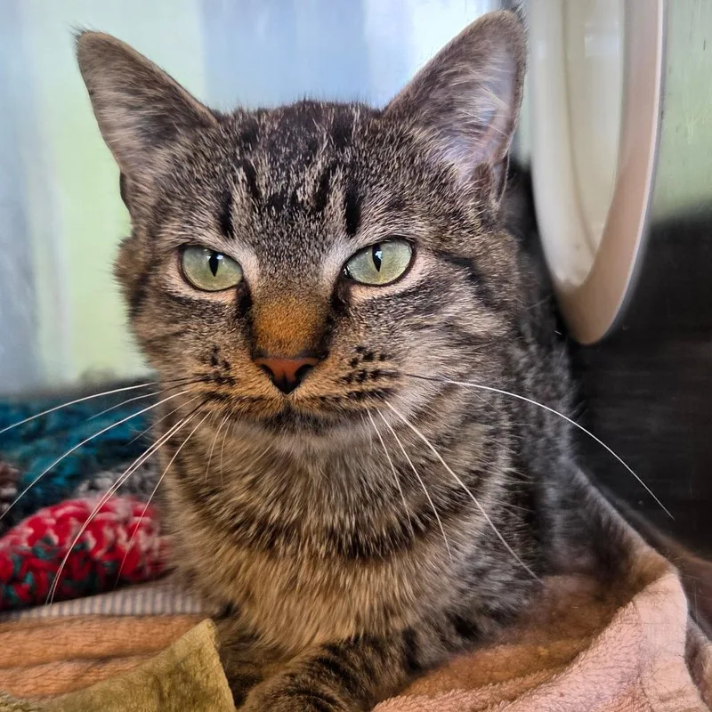 An adult medium-sized female Gray / Blue / Silver Domestic Short Hair cat named Dewey for adoption in Asheville, NC