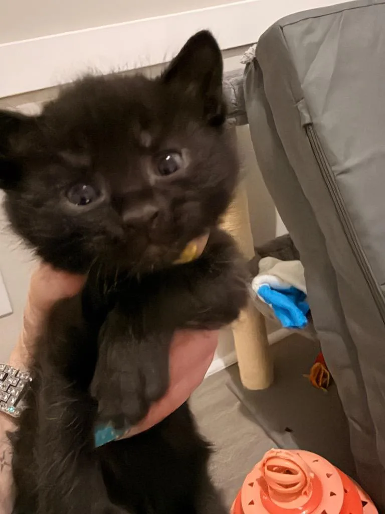 A baby small-sized male Domestic Short Hair cat named Tax Fraud for adoption in Newnan, GA