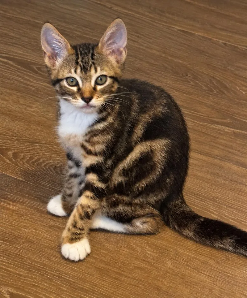 A baby medium-sized female Tabby (Brown / Chocolate) Domestic Short Hair cat named Roxy for adoption in Metairie, LA