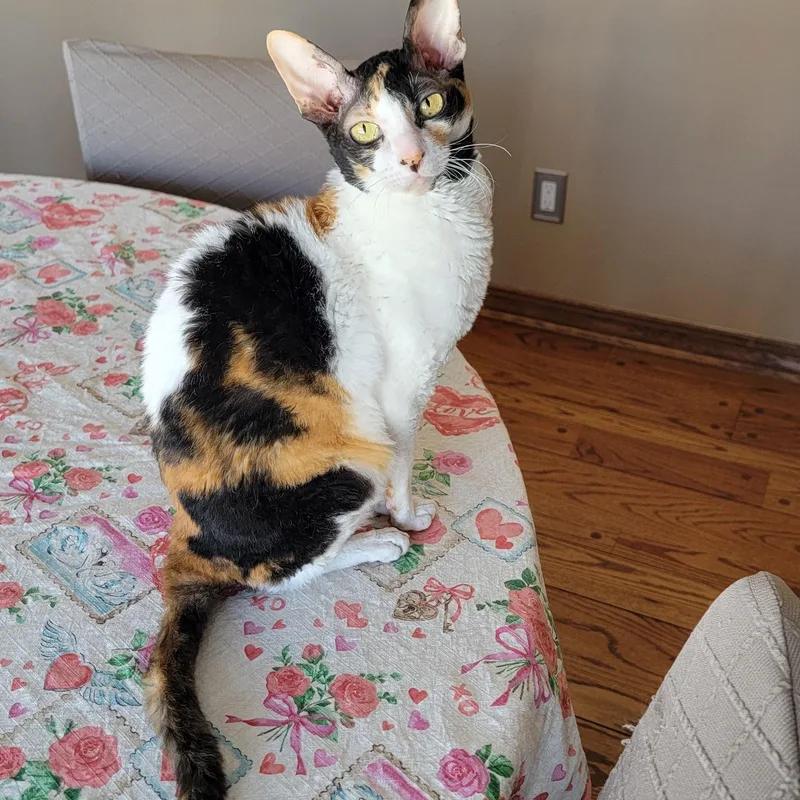 An adult medium-sized female Calico Cornish Rex cat named Mazie for adoption in Pine Beach, NJ