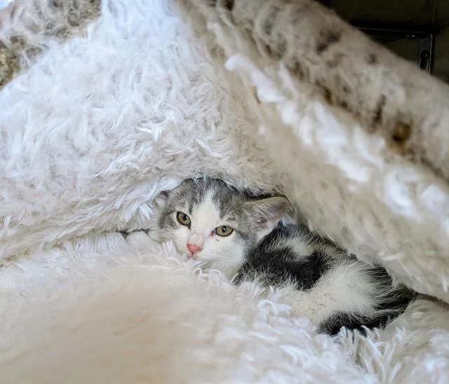 A baby medium-sized male Domestic Short Hair cat named Kestrel for adoption in Frisco, CO