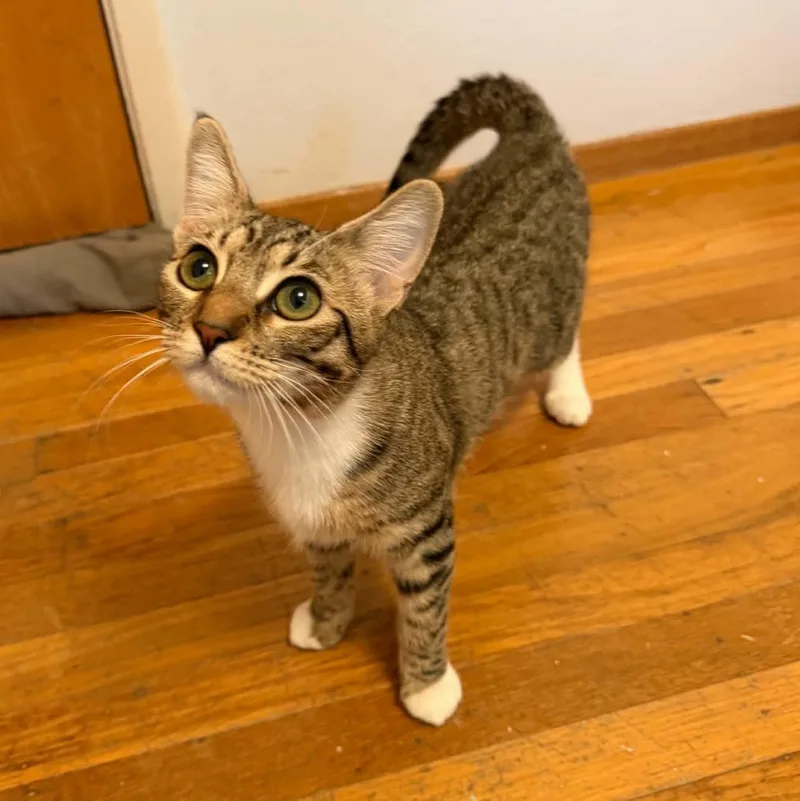 A baby small-sized female Domestic Short Hair cat named Leia for adoption in Antioch, CA