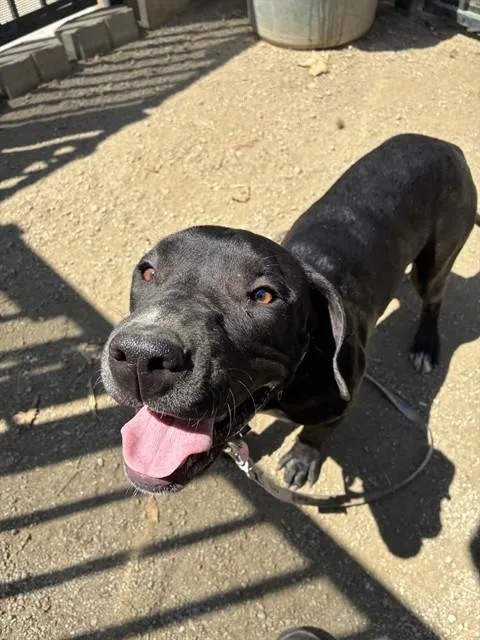 A young large-sized female Pit Bull Terrier dog named Dahlia for adoption in Riverside, CA