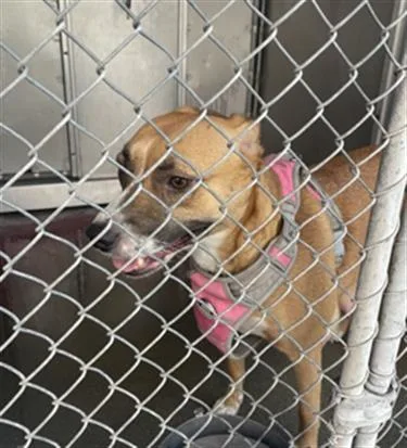 A young medium-sized female Pit Bull Terrier dog named Rhonda for adoption in Redlands, CA