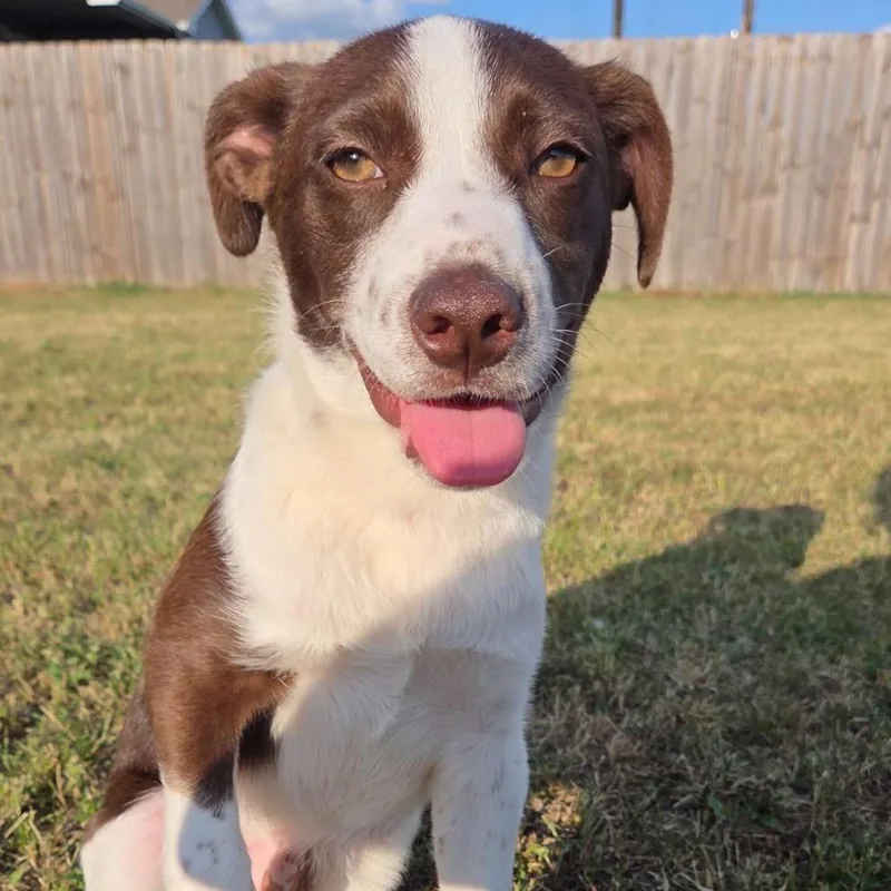 A baby small-sized male Brown / Chocolate Mixed Breed dog named Cartwheel for adoption in Buffalo, MN