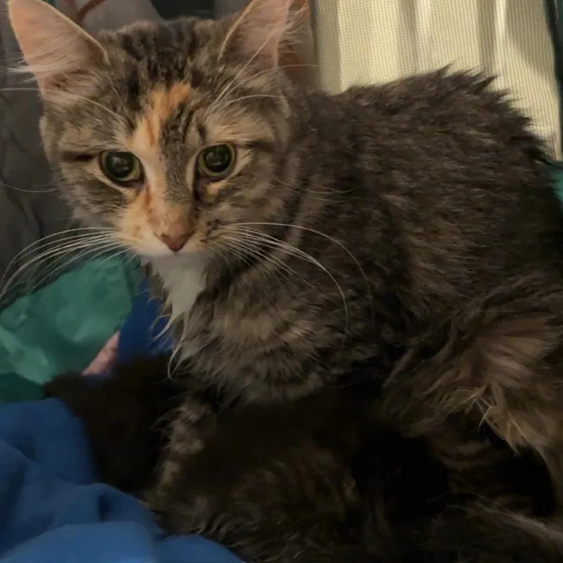 An adult small-sized female Torbie Domestic Medium Hair cat named Dolly Parton for adoption in Kansas City, MO