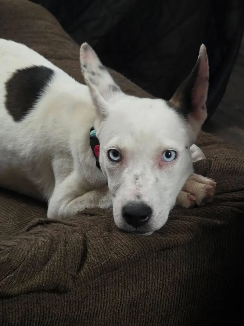 A baby medium-sized female Terrier dog named Ruthie for adoption in New London, WI